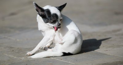 Objawy alergii skórnej u psa: leczenie