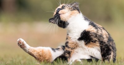 Alergia na kota: jakie są objawy